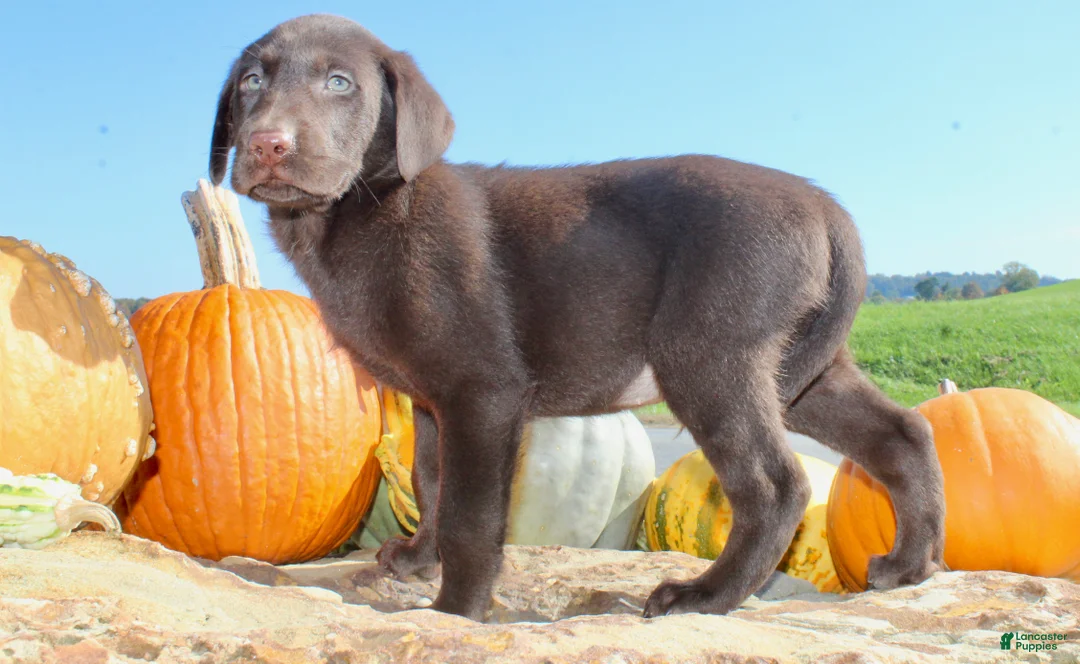 Labrador Retriever dogs for sale: Tucker  - Ad 2