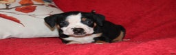 American Bully dogs for sale: Newt - Ad 2