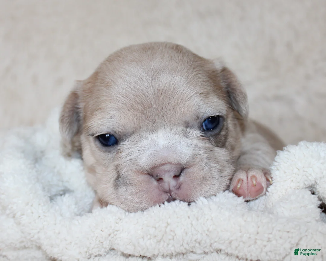 French Bulldog dogs for sale: Lassie - Ad 2