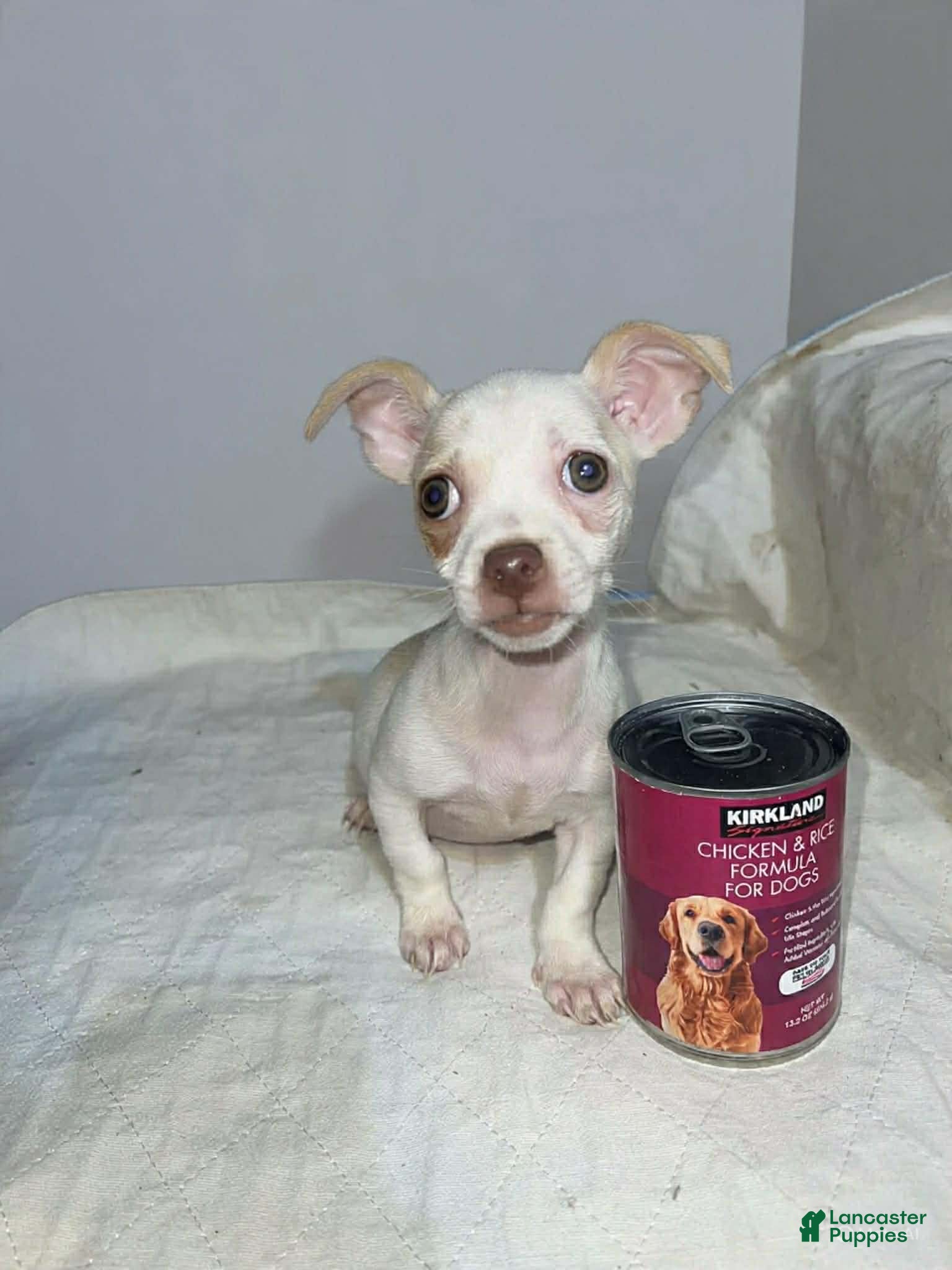 Chihuahua dogs Brain - Ad 2