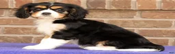 Cavalier King Charles Spaniel dogs for sale: Sophie - Ad 4