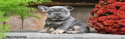 Frenchton dogs for sale: Rayna - Ad 4