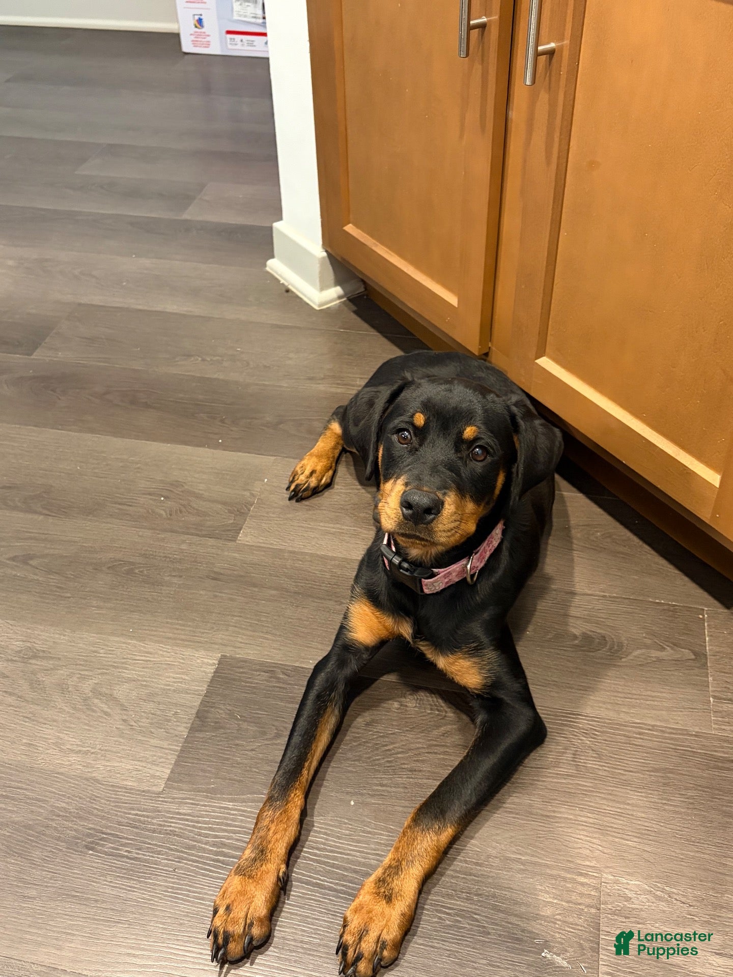 Rottweiler dogs Pamela  - Ad 25