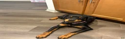 Rottweiler dogs for sale: Pamela  - Ad 1