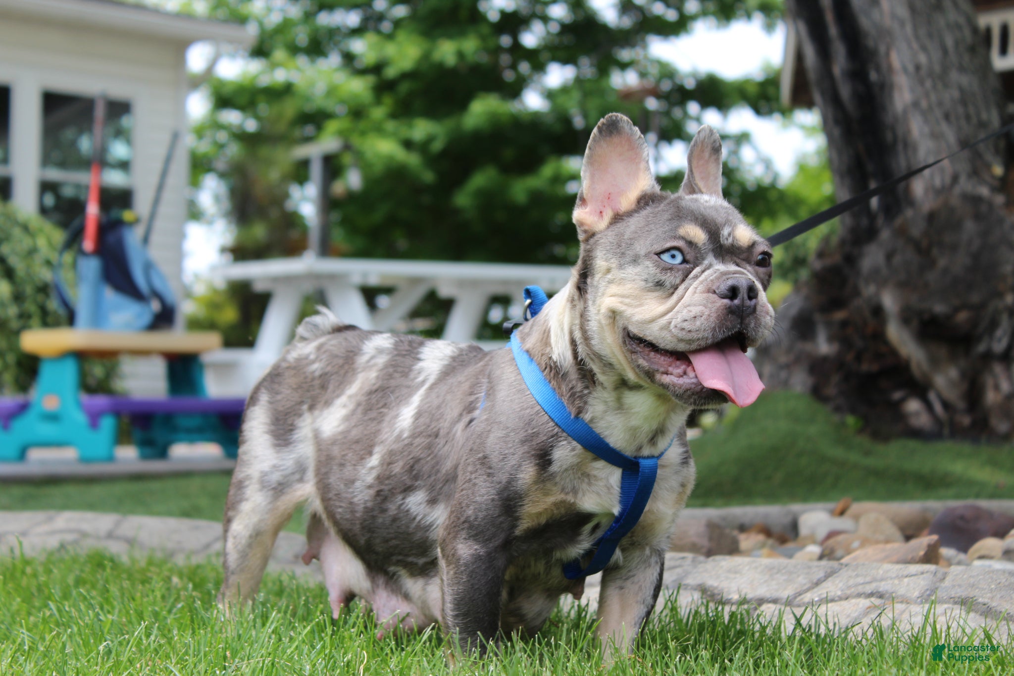 French Bulldog dogs for sale: AKC Jack - Ad 13