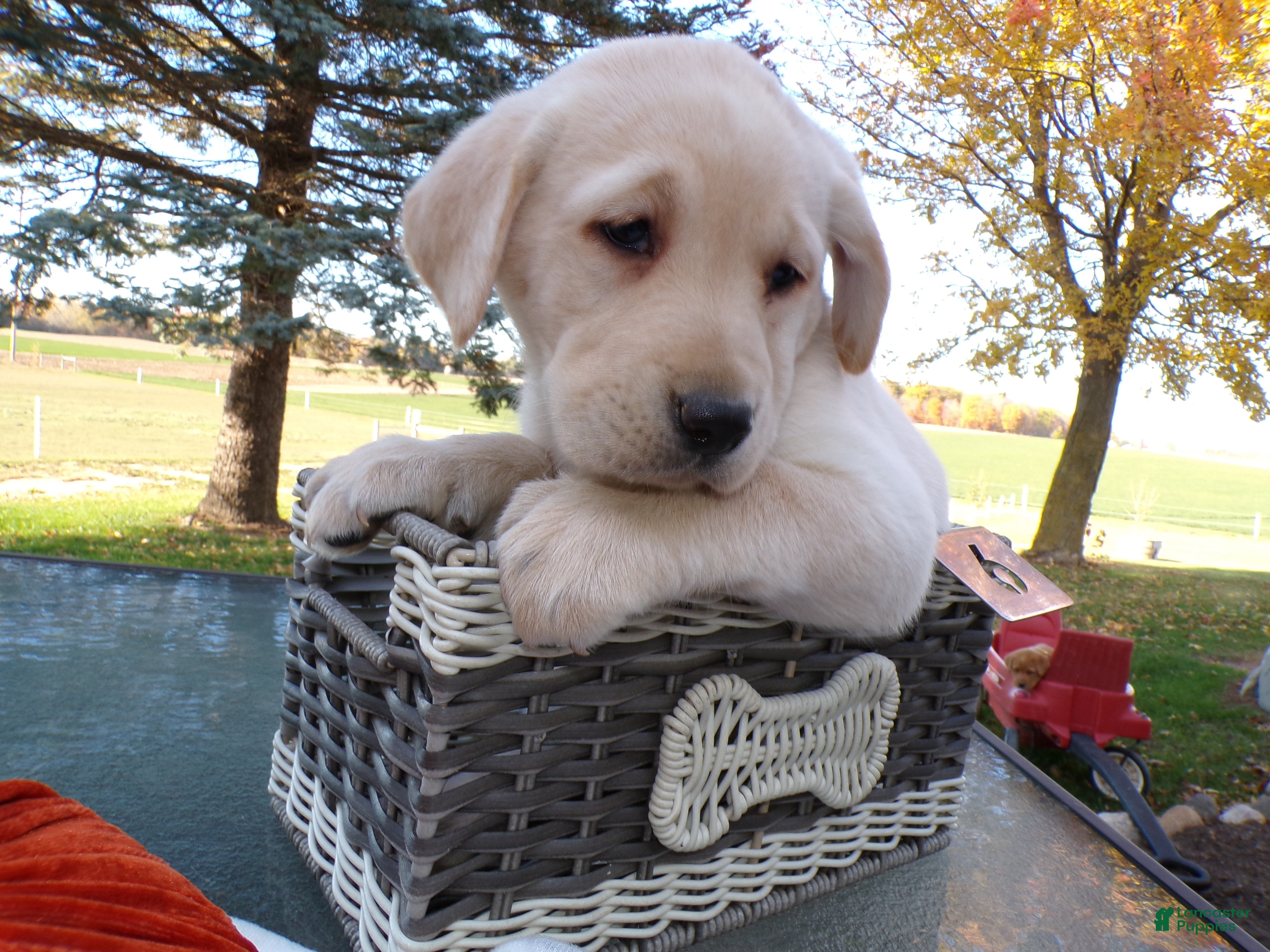 Labrador Retriever dogs Labrador Retriever Puppy 6 Zenda - Ad 15