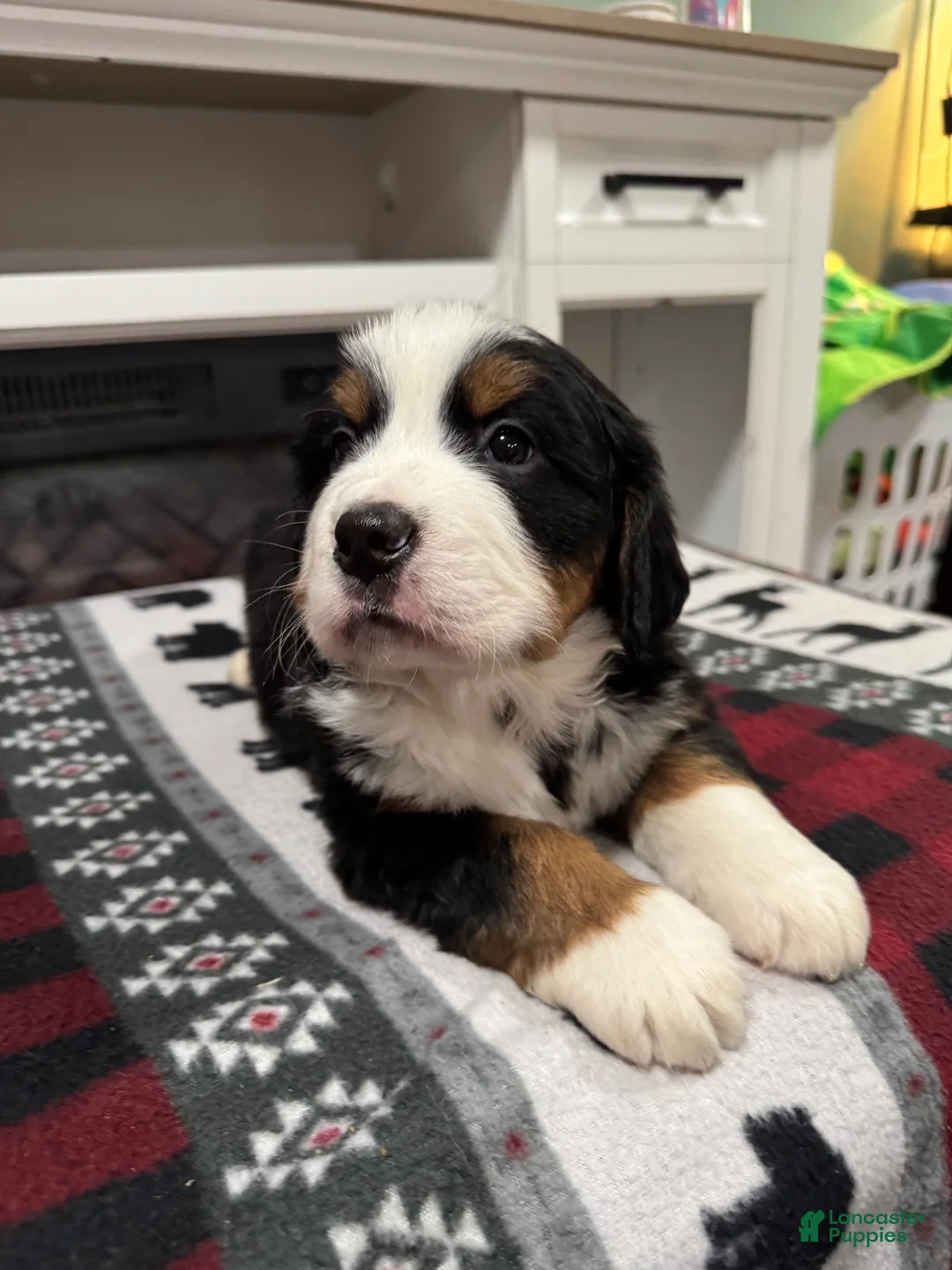 Bernese Mountain Dog dogs for sale: Chance - Ad 4