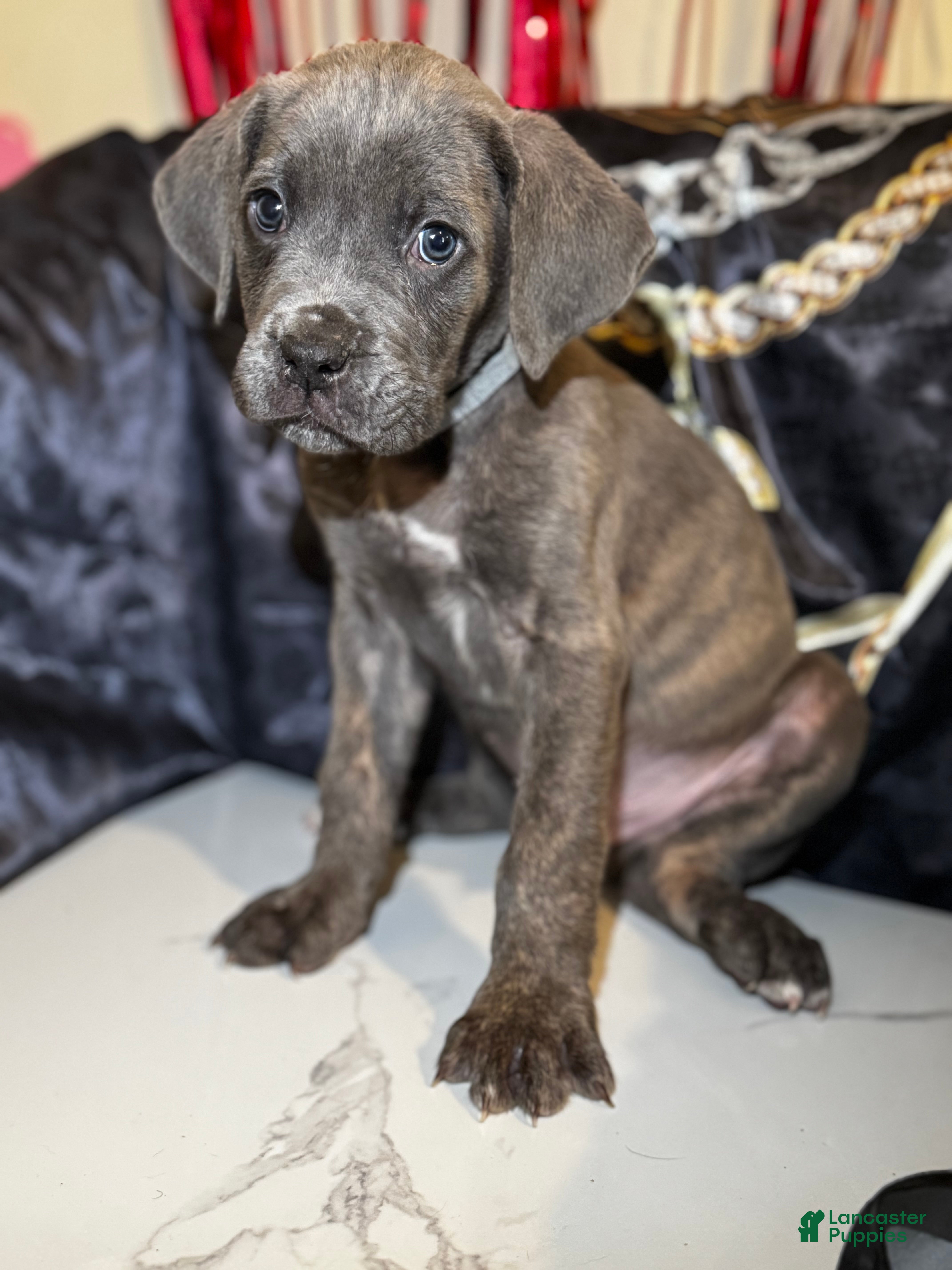 Cane Corso dogs Kratos - Ad 13