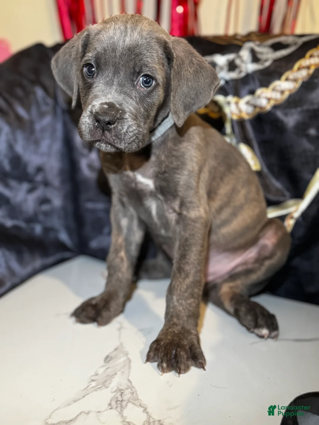 Cane Corso dogs for sale: Kratos - Ad 1