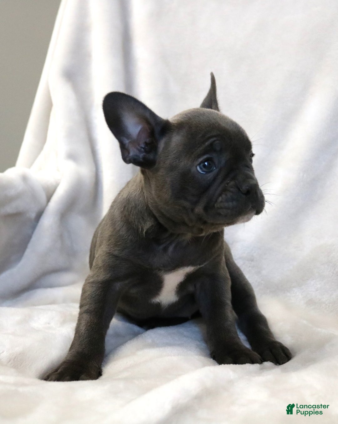 Frenchton dogs for sale: Chloe - Ad 3