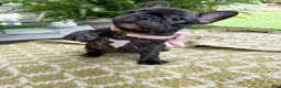 French Bulldog dogs for sale: Amara - Ad 2