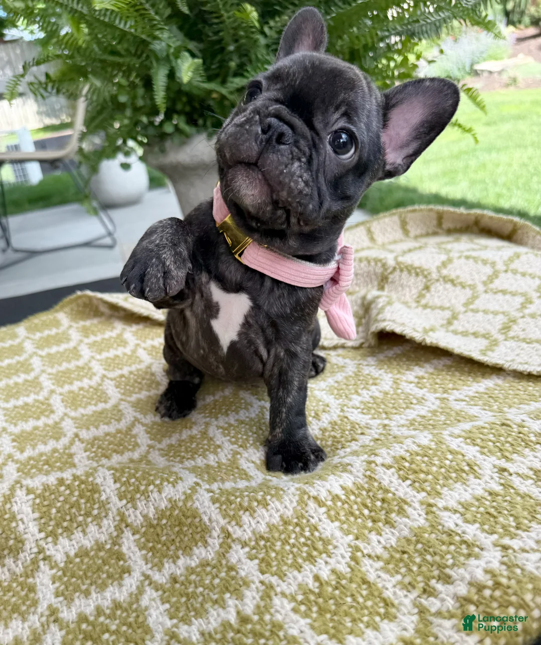 French Bulldog dogs for sale: Amara - Ad 2