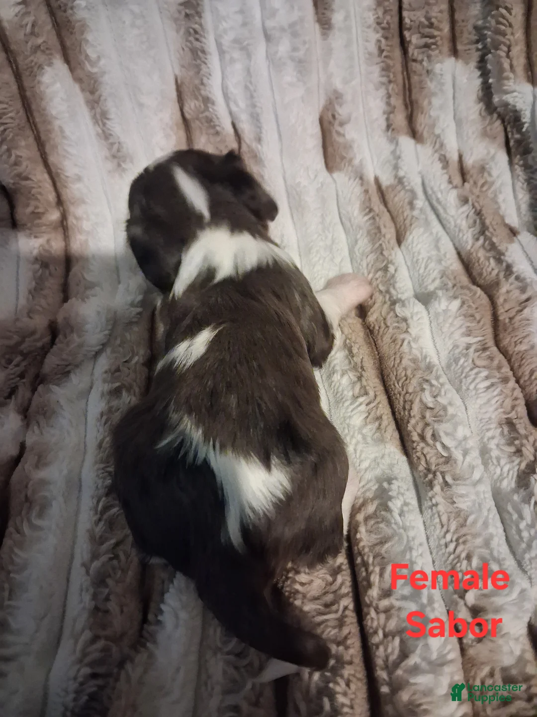 Cavalier King Charles Spaniel dogs for sale: Sabor - Ad 2