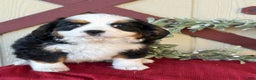 Miniature Bernese Mountain Dog dogs for sale: Ziggy - Ad 5