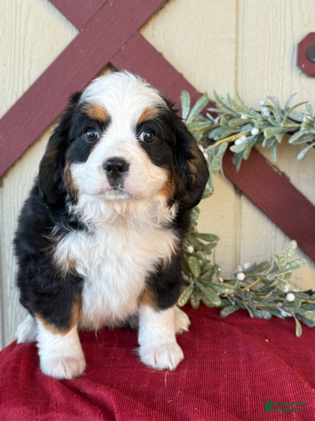 Miniature Bernese Mountain Dog dogs for sale: Ziggy - Ad 5