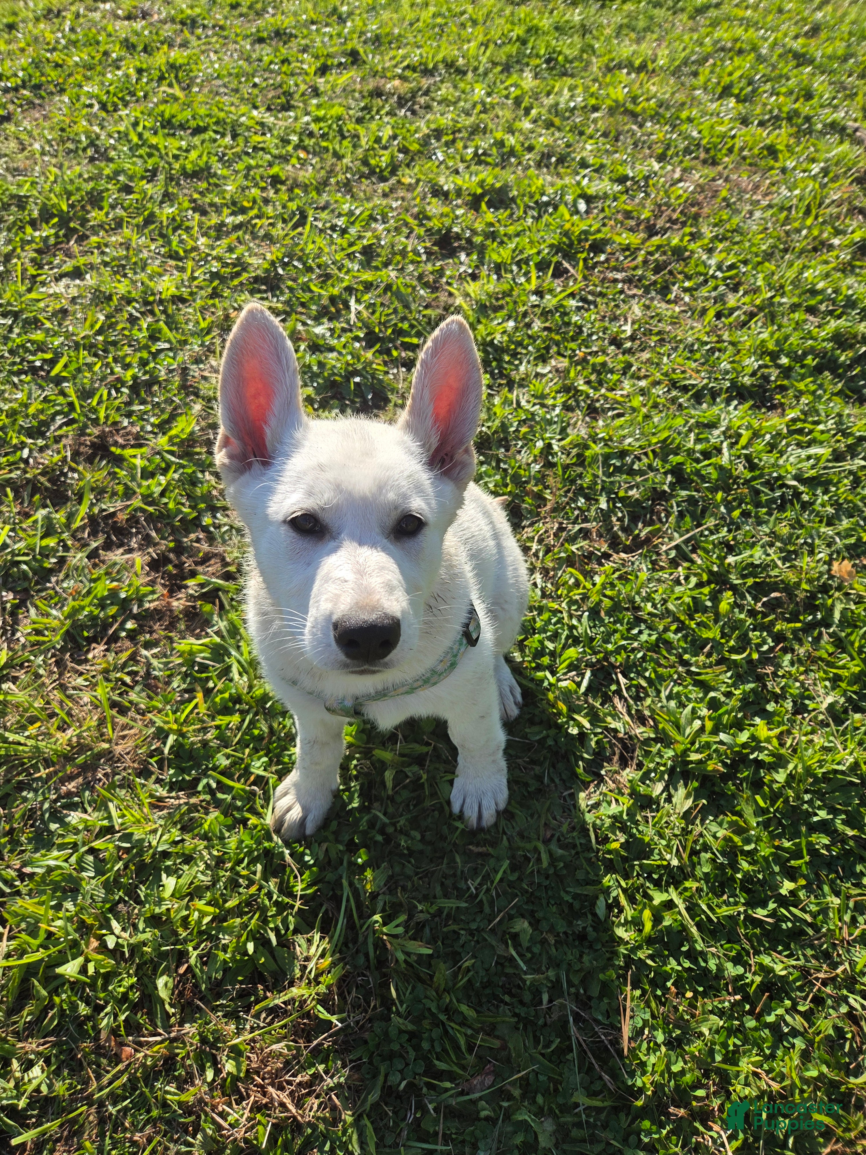German Shepherd dogs for sale: Vayda - Ad 1