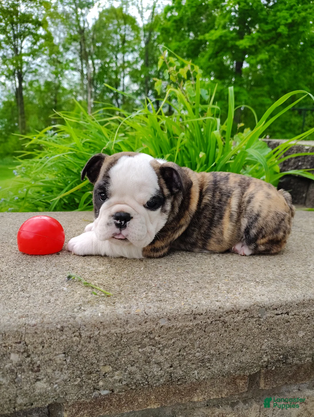 English Bulldog dogs for sale: Chloe  - Ad 1