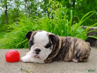 English Bulldog dogs for sale: Chloe - Ad 1