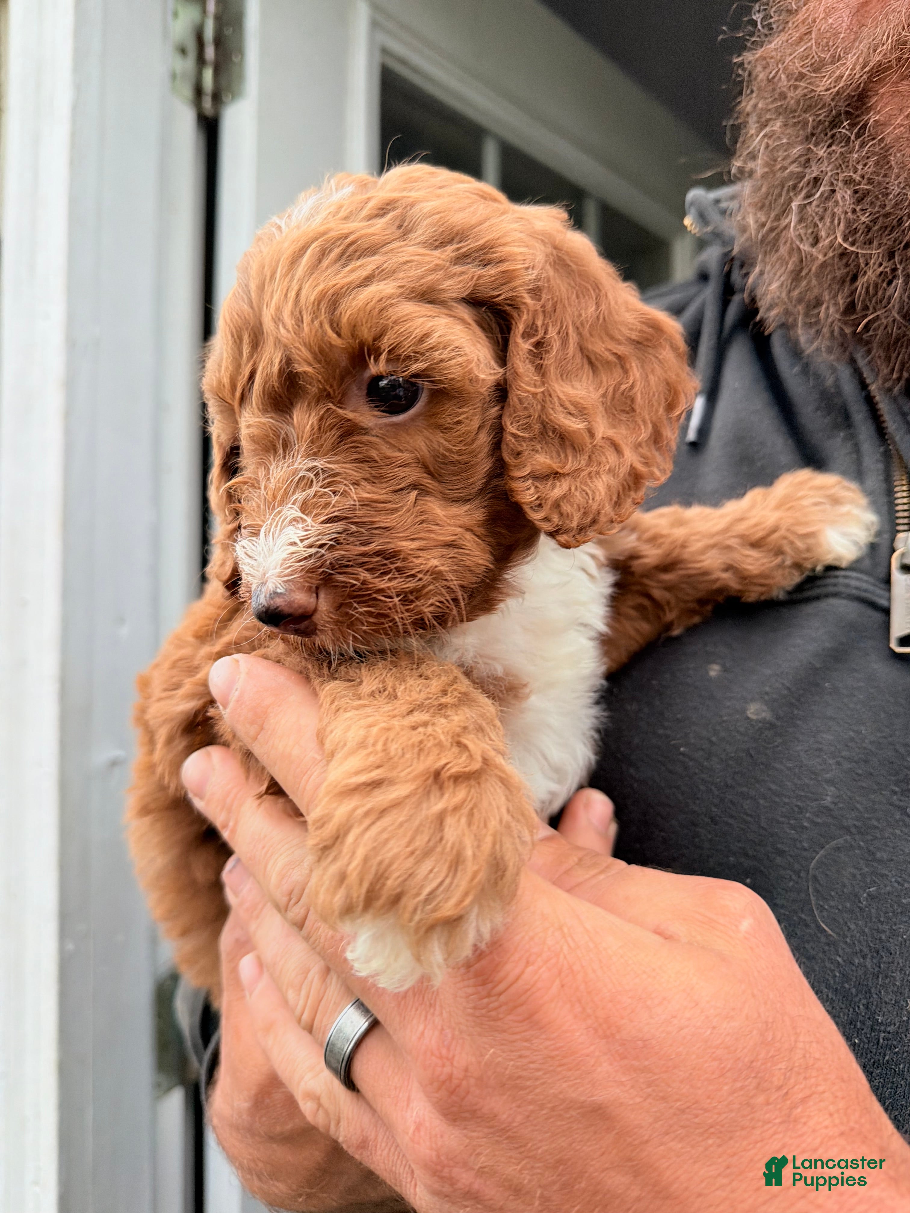 Double Doodle dogs Caramel  - Ad 2