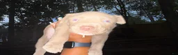 American Pit Bull Terrier dogs for sale: American Pit Bull Terrier 4 - Ad 1