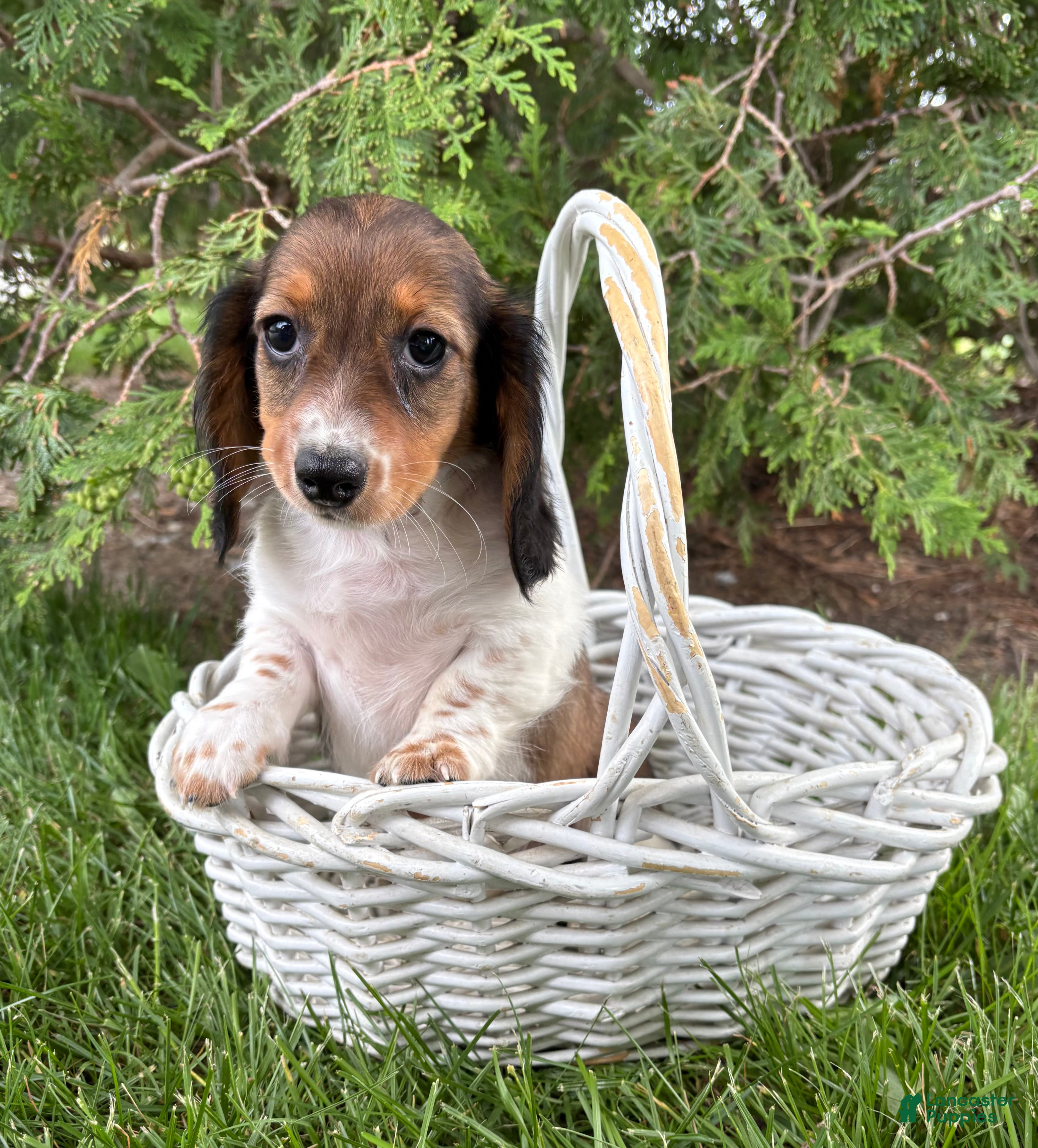 Dachshund dogs Molly - Ad 2