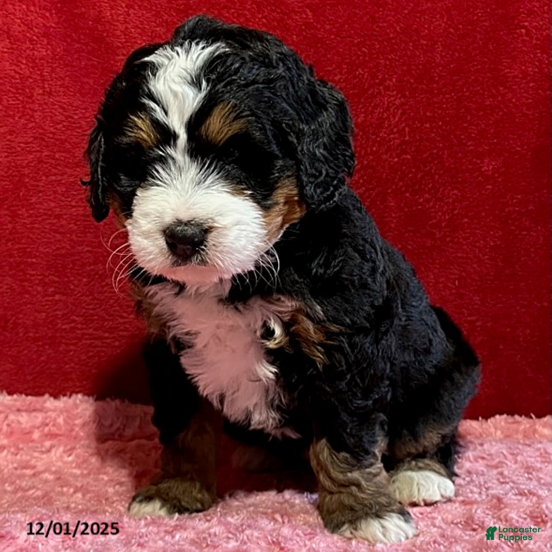 Mini Bernedoodle dogs for sale: Lilly - Ad 5