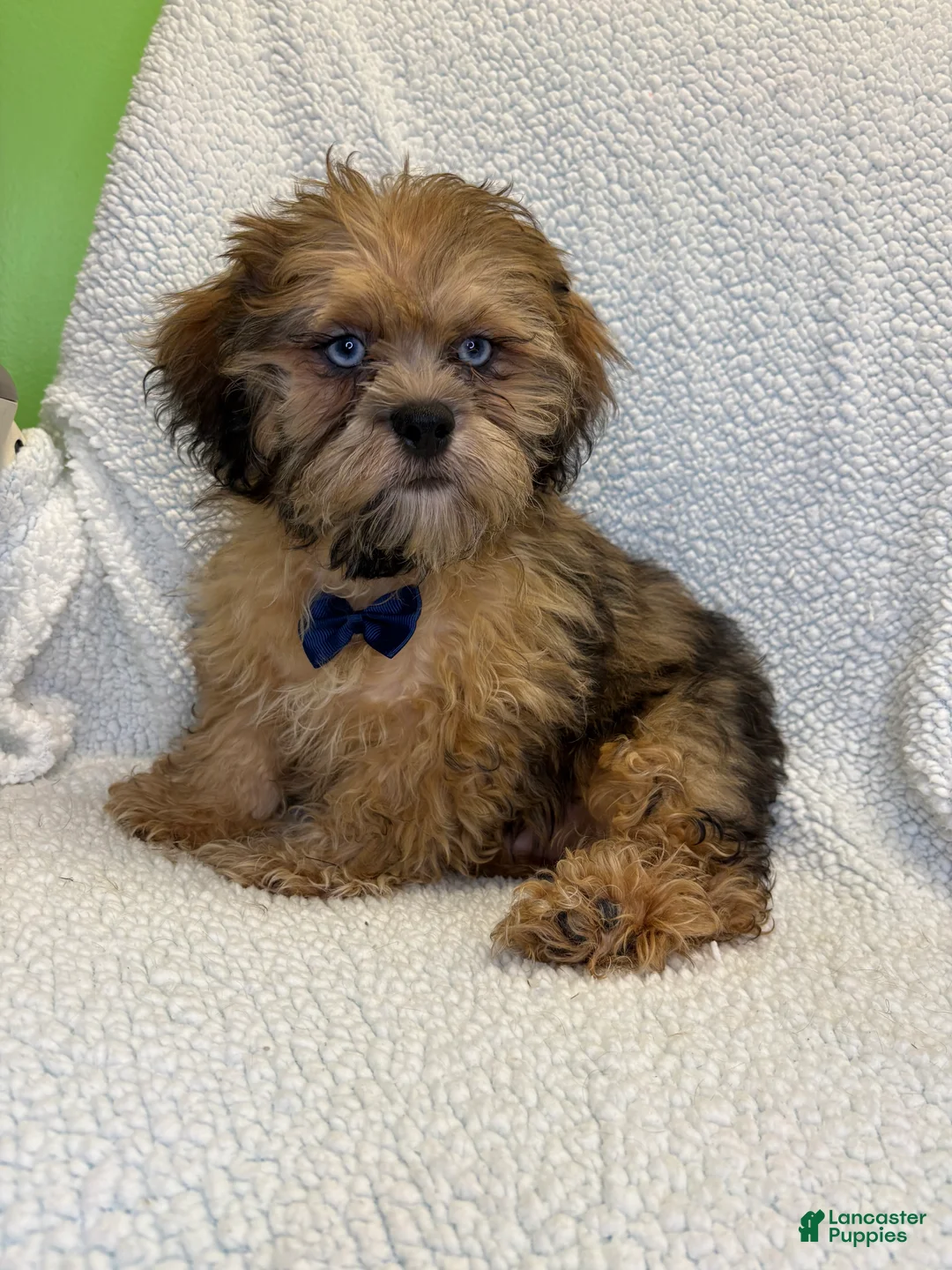 Shihpoo dogs for sale: Shihpoo 2 - Ad 2