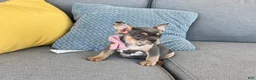 French Bulldog dogs for sale: Maggie - Ad 1
