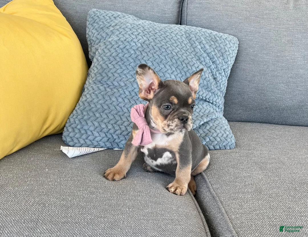 French Bulldog dogs for sale: Maggie - Ad 1