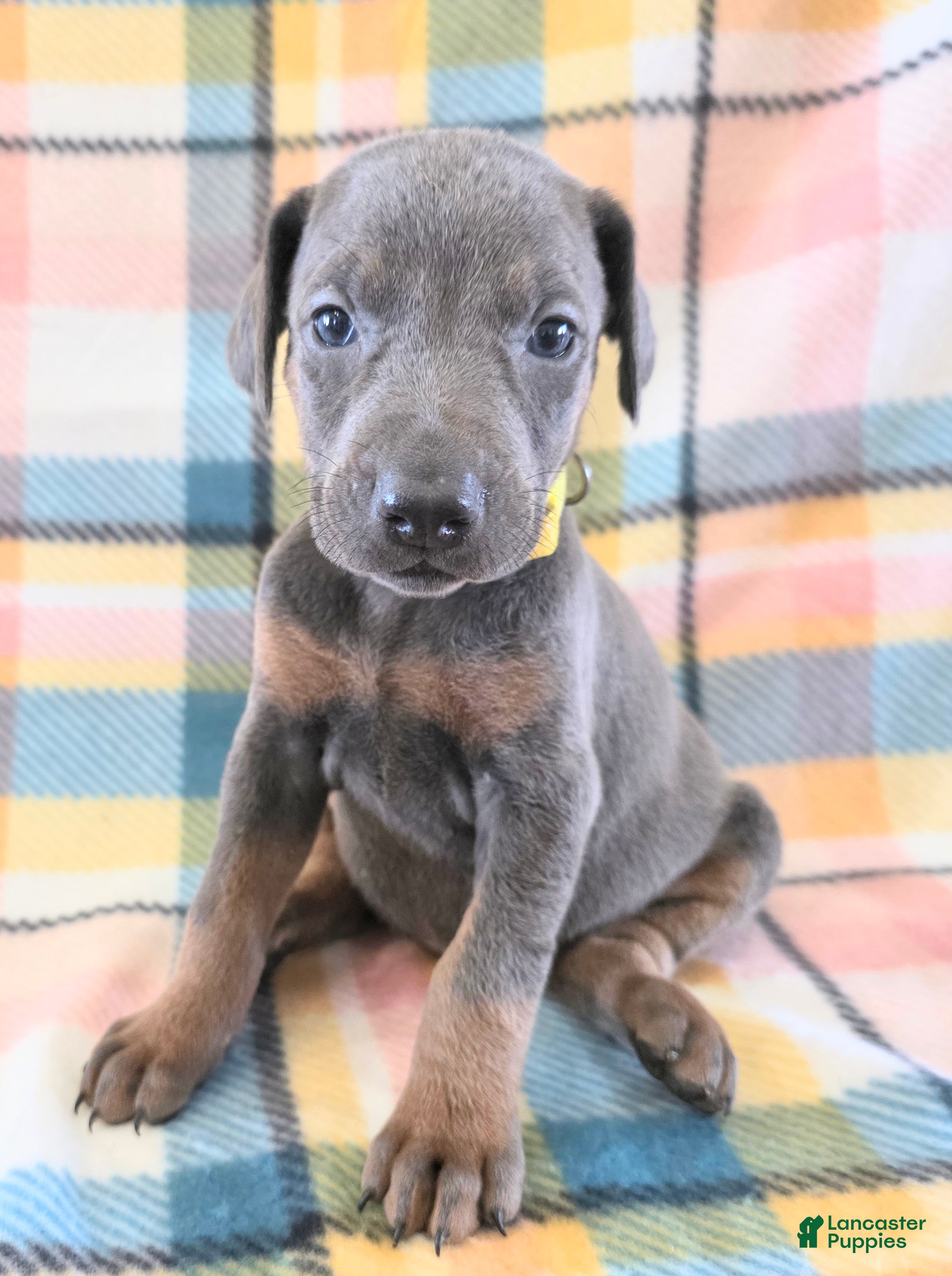 Doberman Pinscher dogs Doberman Pinscher Puppy 6 - Ad 31