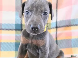 Doberman Pinscher dogs Doberman Pinscher Puppy 6 - Ad 31