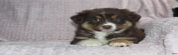 Australian Shepherd dogs for sale: Poppy - Ad 5
