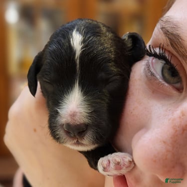 Mini Aussiedoodle dogs for sale: Snoopy_Male Tuxedo - Ad 9