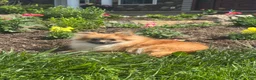 Pomeranian dogs for sale: Penny  - Ad 1