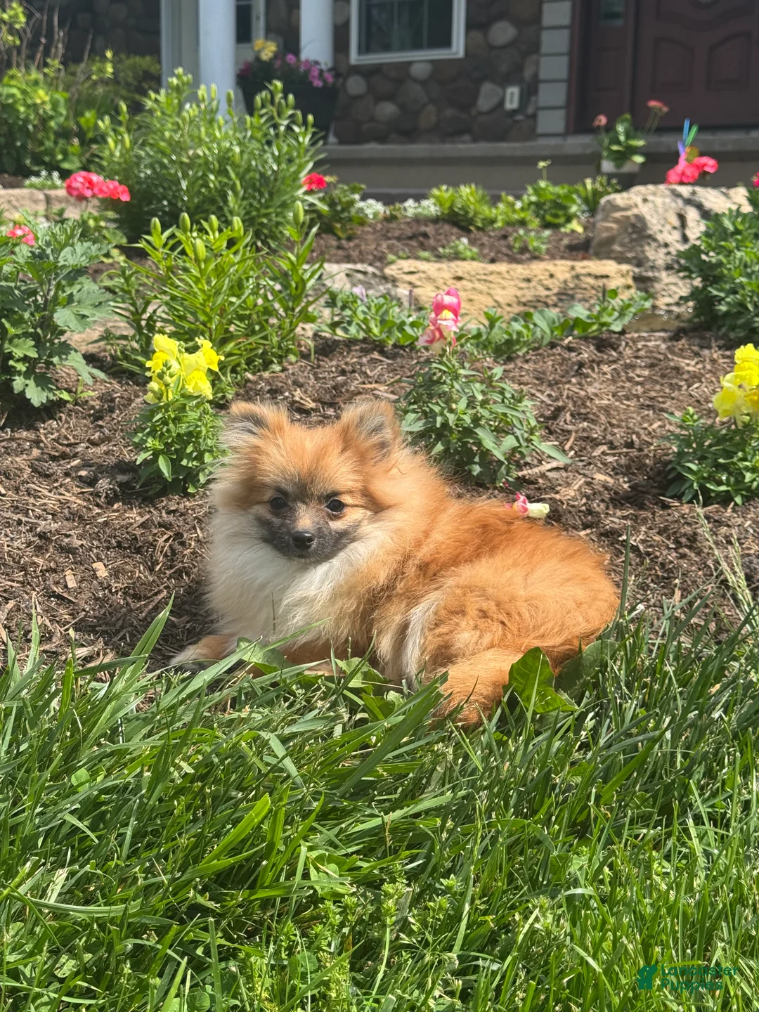 Pomeranian dogs for sale: Penny  - Ad 1