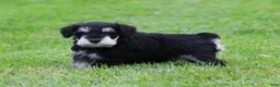 Miniature Schnauzer dogs for sale: Elsa - Ad 4
