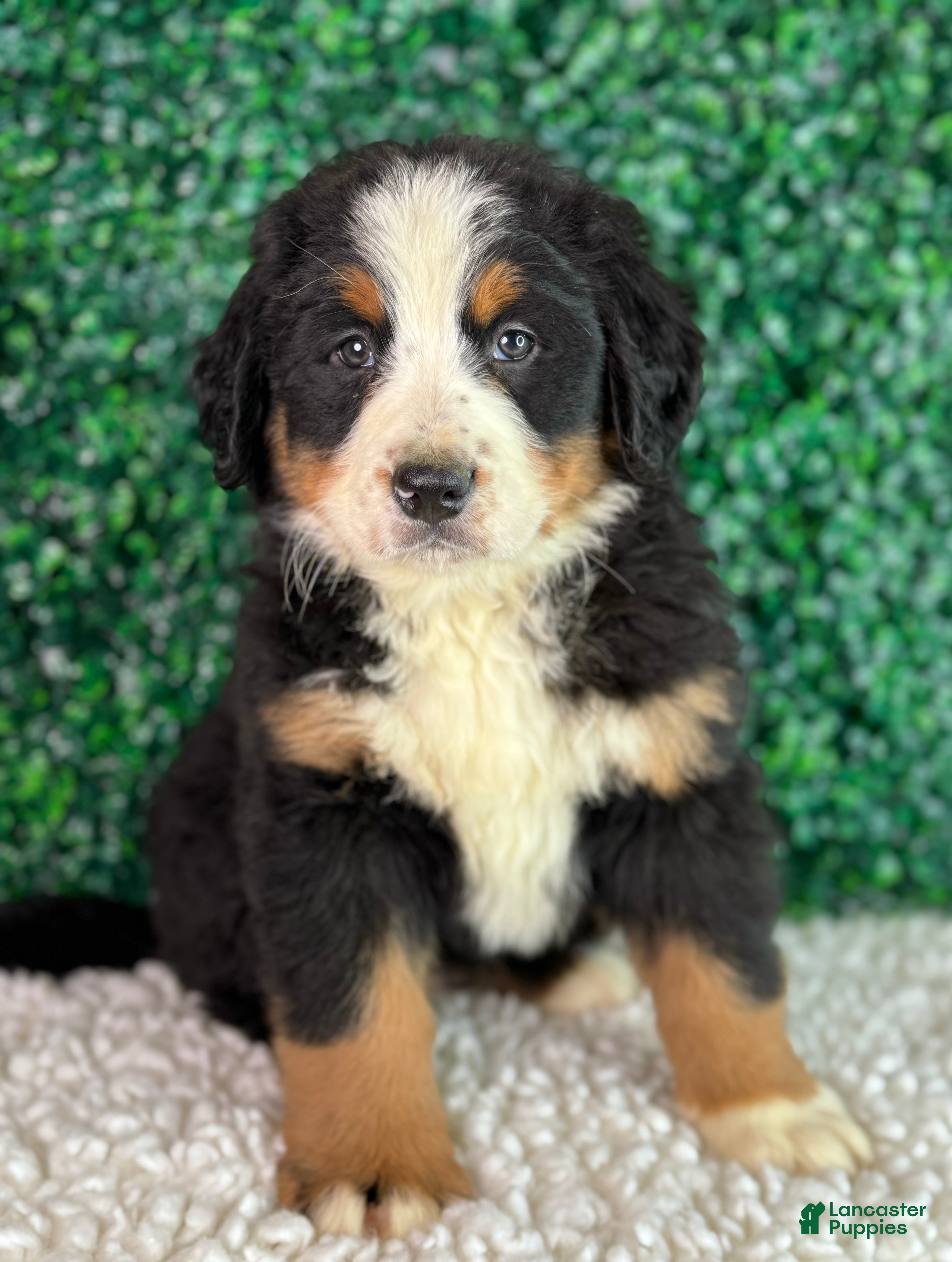 Bernese Mountain Dog dogs Luna  - Ad 1