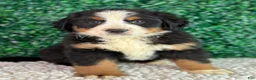 Bernese Mountain Dog dogs for sale: Luna  - Ad 1