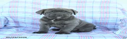 Cane Corso dogs for sale: Tammy - Ad 4