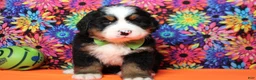 Bernese Mountain Dog dogs for sale: Murphy  - Ad 2