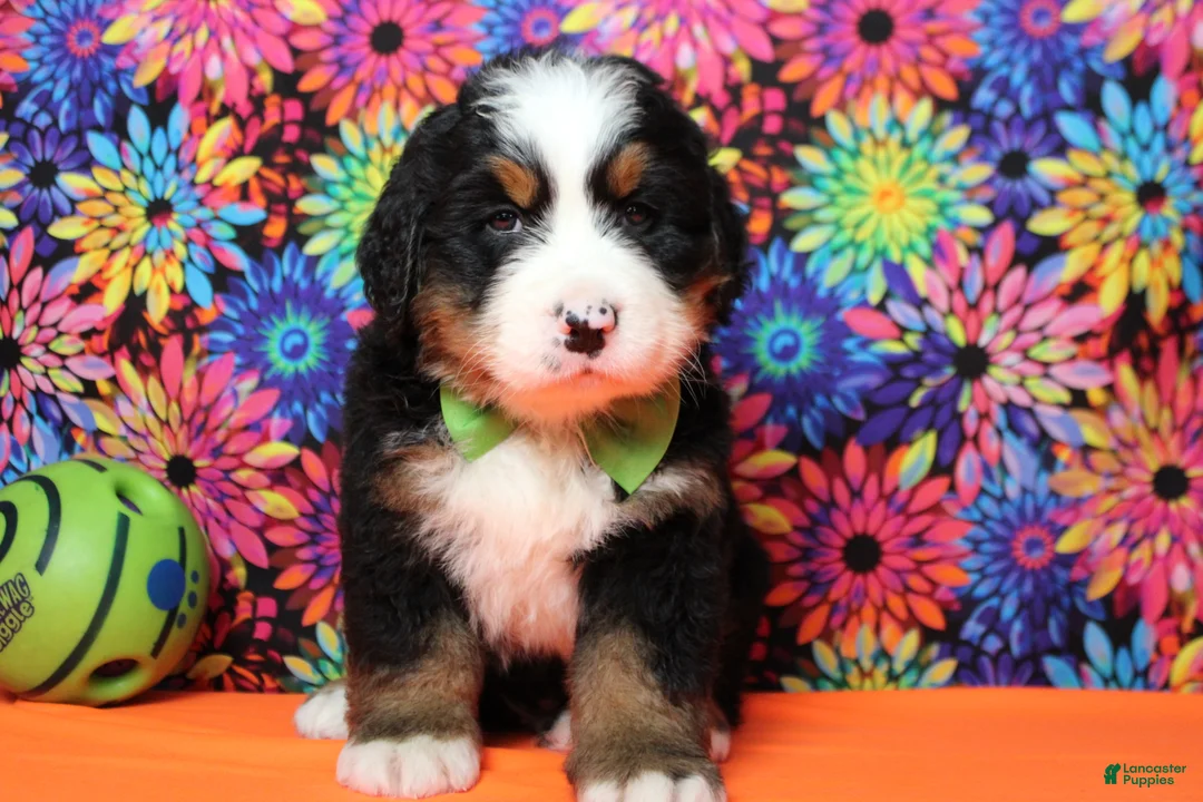 Bernese Mountain Dog dogs for sale: Murphy  - Ad 2