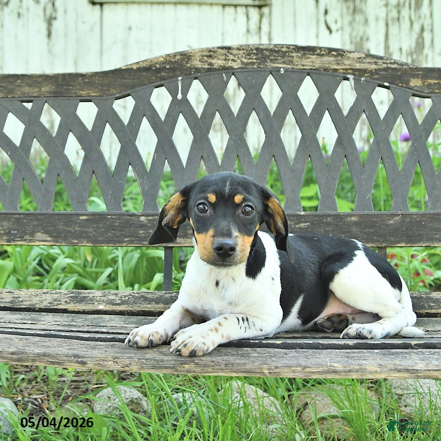 Mixed Breed dogs Pixie - Ad 2
