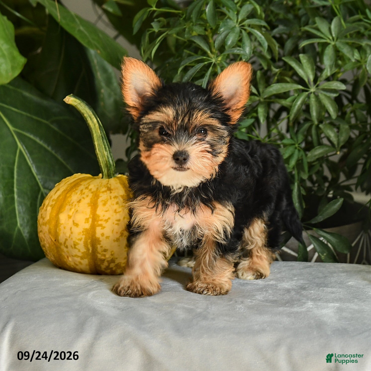 Yorkshire Terrier dogs Vicky - Ad 2