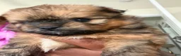 Mixed Breed dogs for sale: Mixed Breed 1 - Ad 3