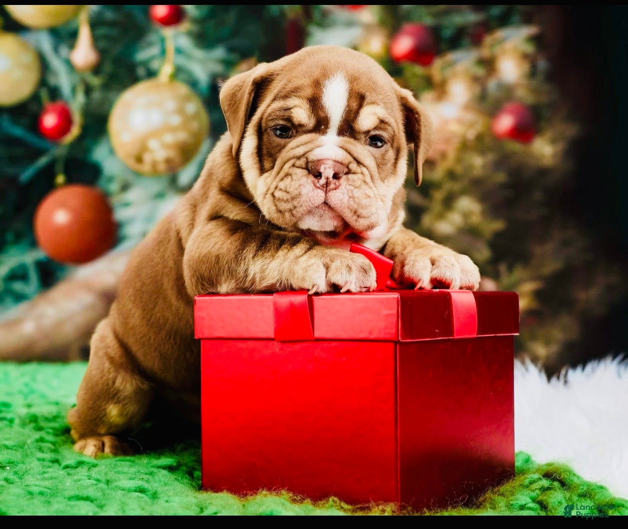 English Bulldog dogs English Bulldog Puppy 1 - Ad 14