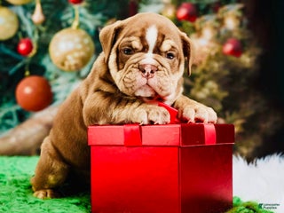 English Bulldog dogs English Bulldog Puppy 1 - Ad 32