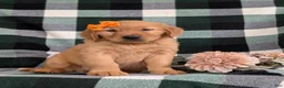 Golden Retriever dogs for sale: Abbie AKC Reg - Ad 3