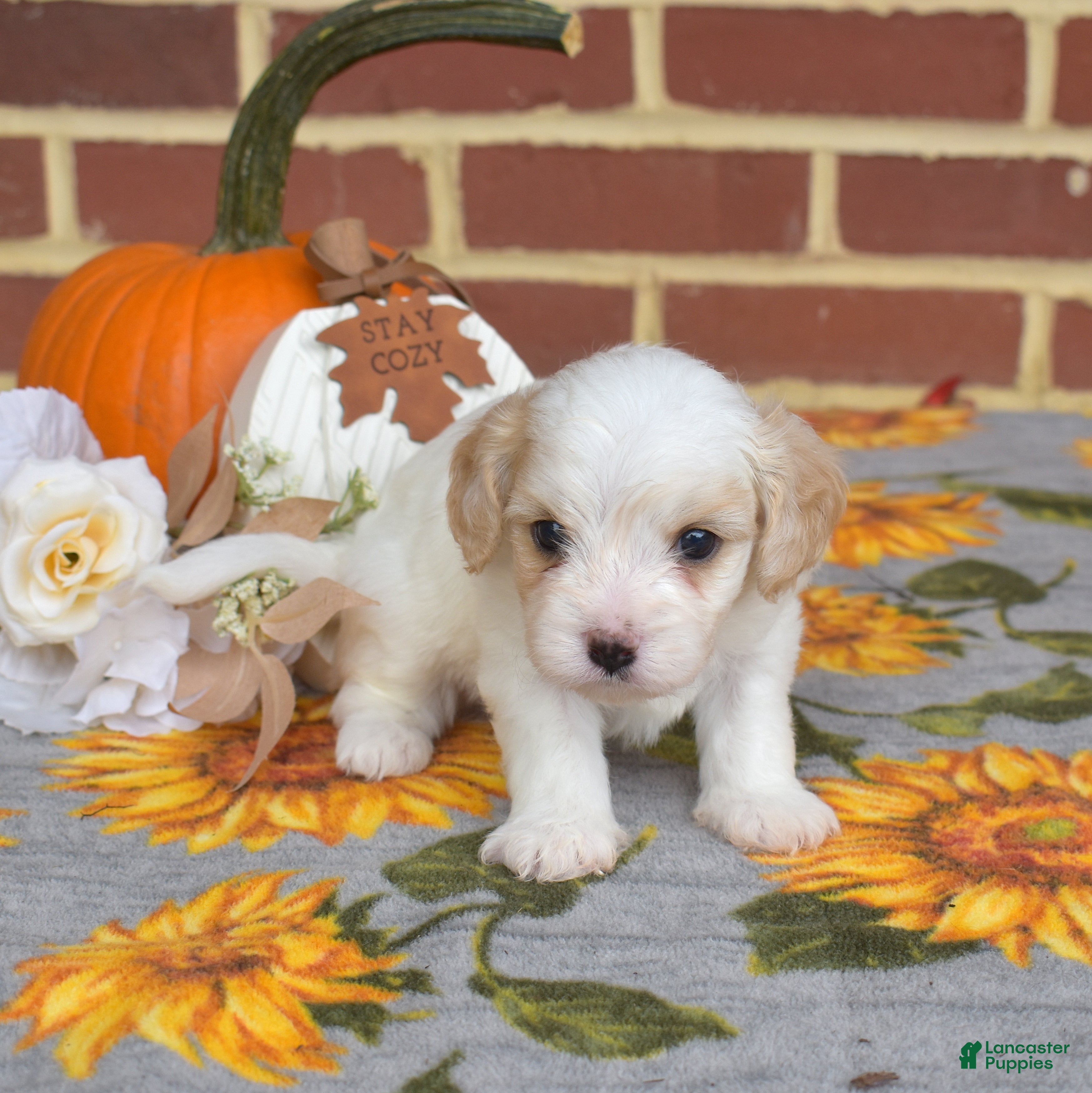 Cavachon dogs Winston - Ad 1