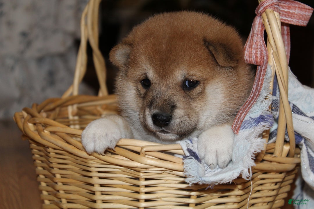 Shiba Inu dogs for sale: Tassy - Ad 2