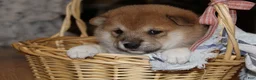 Shiba Inu dogs for sale: Tassy - Ad 15